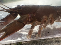 Cambarus cracens