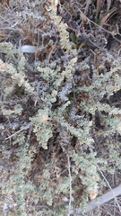 Atriplex glauca