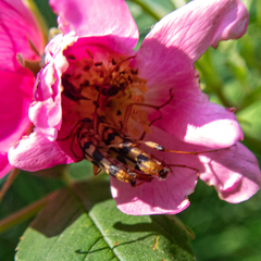 Strangalia luteicornis