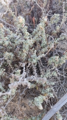 Atriplex glauca