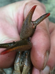 Cambarus cracens
