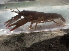 Cambarus cracens