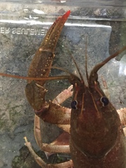 Cambarus cracens