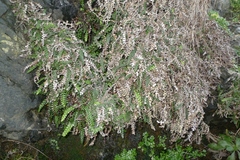 Blechnum blechnoides