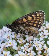 Melitaea varia