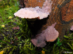 Leptoporus mollis