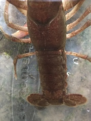 Cambarus cracens