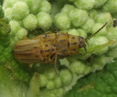 Ophraella notata