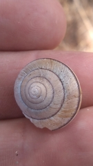 Helminthoglypta stiversiana