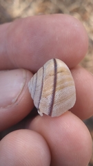 Helminthoglypta stiversiana