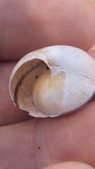 Helminthoglypta stiversiana