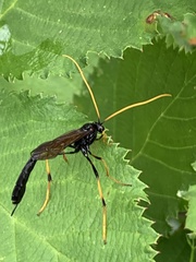 Ichneumon centrator