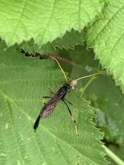 Ichneumon centrator