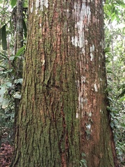 Cedrelinga cateniformis