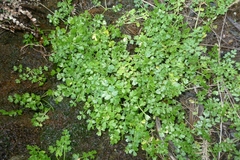 Apium prostratum filiforme