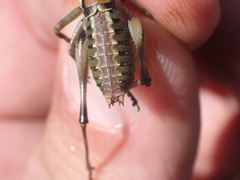 Antaxius hispanicus
