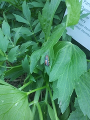 Eichlinia cucurbitae