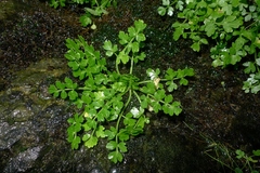 Apium prostratum filiforme