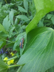 Eichlinia cucurbitae