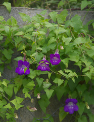Maurandya scandens