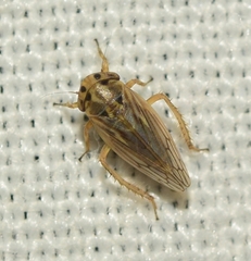 Agallia consobrina