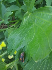 Eichlinia cucurbitae