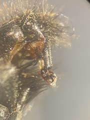 Sarcophaga variegata