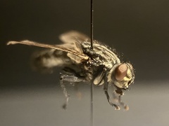 Sarcophaga variegata