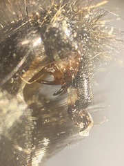 Sarcophaga variegata