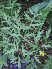 Eichlinia cucurbitae