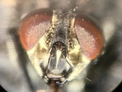 Sarcophaga variegata