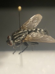 Sarcophaga variegata