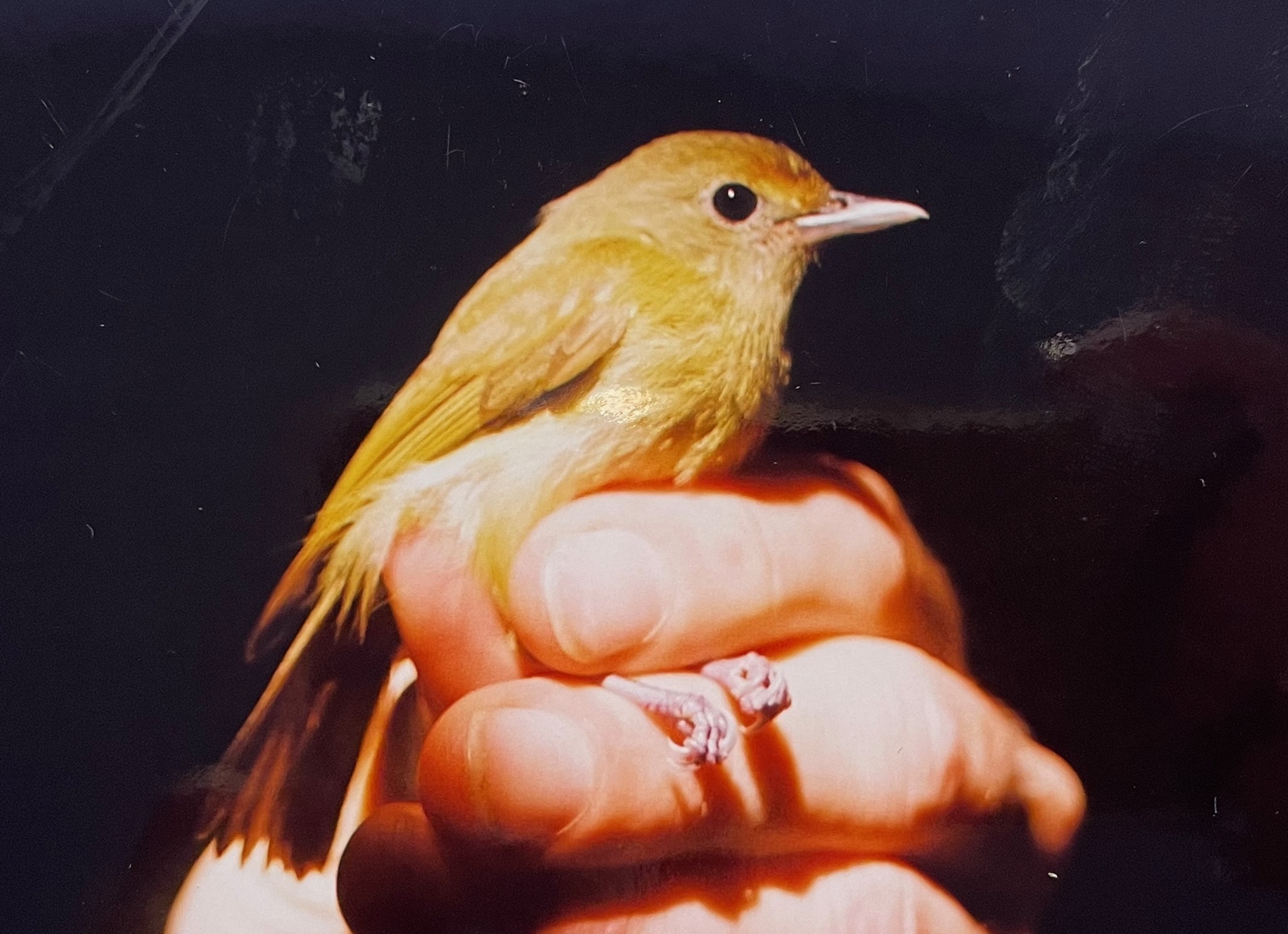 McConnell's Flycatcher (Mionectes macconnelli), photo 5