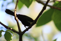 Icterus pyrrhopterus