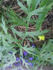 Eichlinia cucurbitae