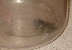 Neotibicen lyricen