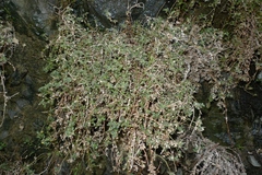 Samolus repens repens
