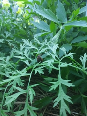 Eichlinia cucurbitae