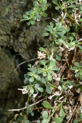 Samolus repens repens