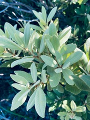 Notholithocarpus densiflorus echinoides