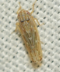 Psammotettix alienus