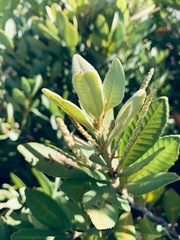 Notholithocarpus densiflorus echinoides