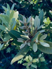Notholithocarpus densiflorus echinoides