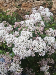 Eupatorium formosanum