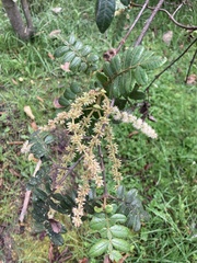 Weinmannia pubescens