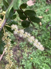 Weinmannia pubescens