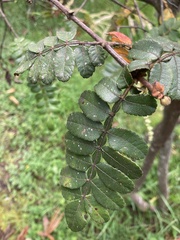 Weinmannia pubescens
