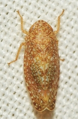 Phlepsius intricatus