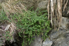 Linum monogynum monogynum