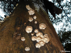 Marasmiellus alliiodorus